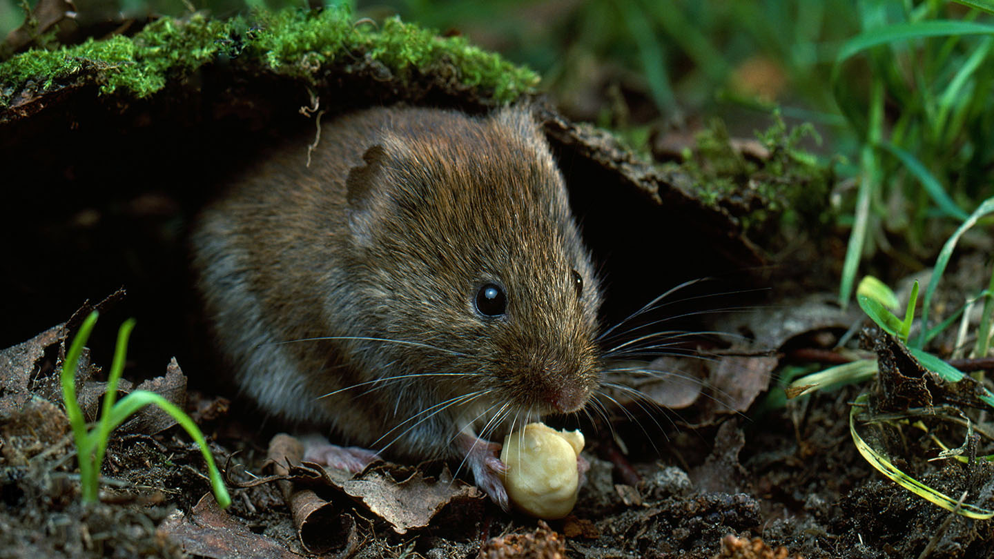Field Vole (Microtus agrestis) Woodland Trust