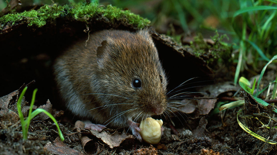 Field Vole Microtus Agrestis Woodland Trust field-vole-microtus-agrestis-woodland-trust