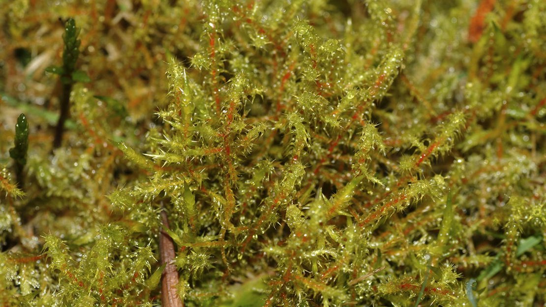 Close up of springy turf moss