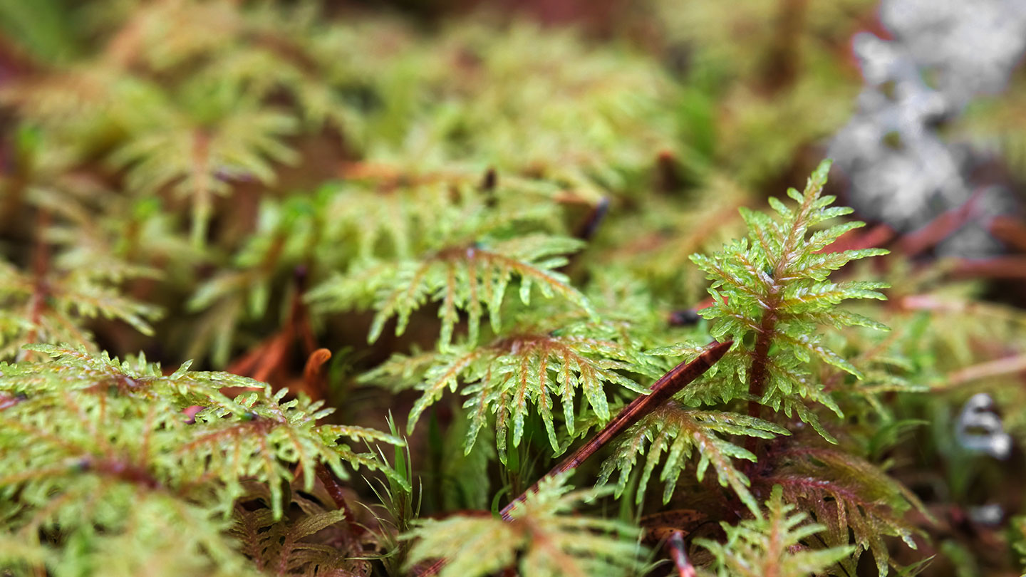 Types of Moss: Everything You Need to Know - Woodland Trust