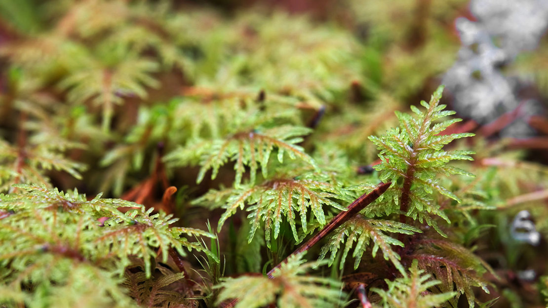Close up of Stairstep Moss