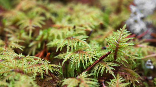 Close up of Stairstep Moss
