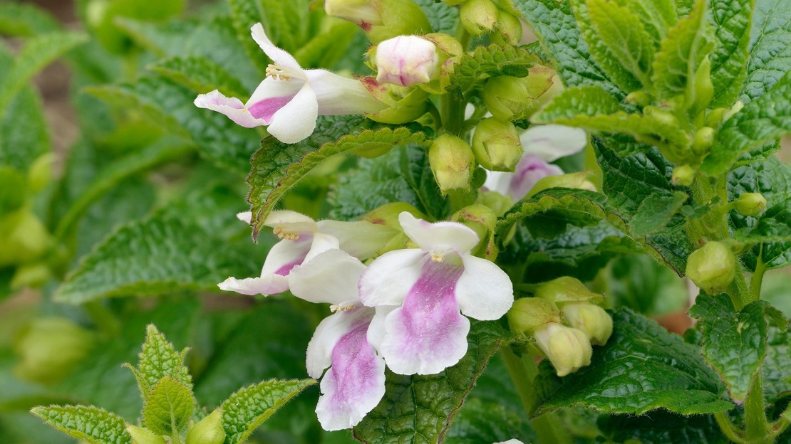 Close up of pink bastard balm flowers