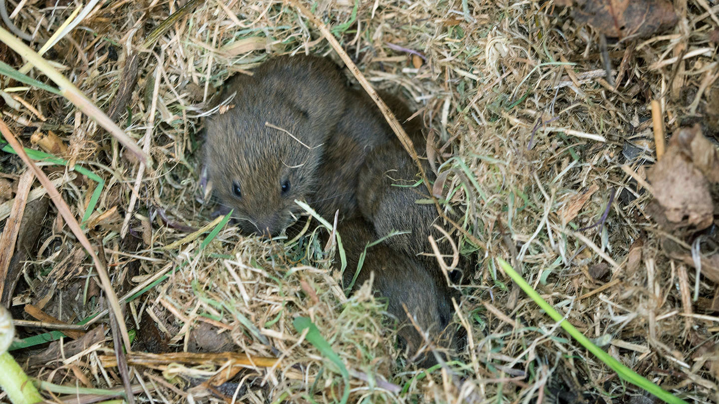 Baby Vole Nest