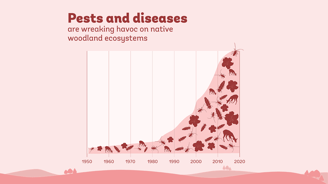 Infographic, Steep increase of pests and diseases affecting woodland ecosystems