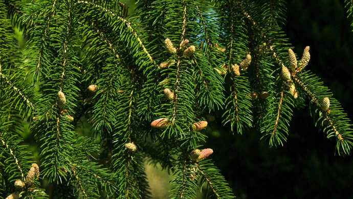 Norway spruce in flower