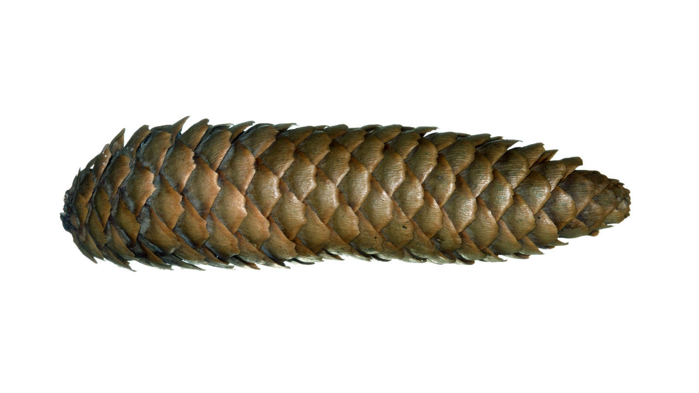 20 Long Spruce Pine Cones – Hand Picked, All Natural, USA Grown – Crafts & Decor