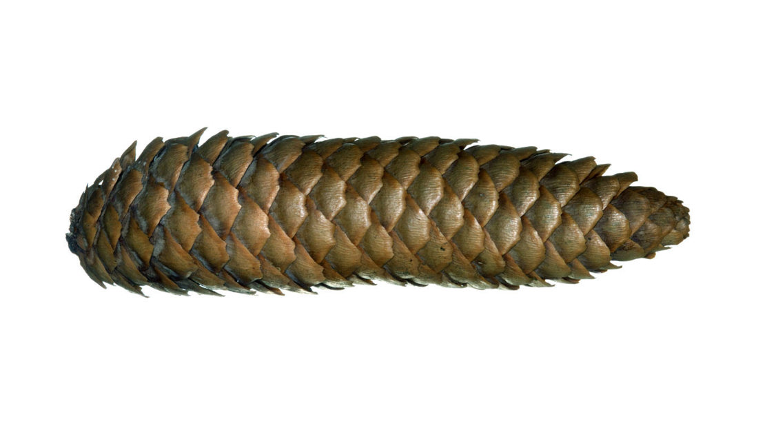 20 Long Spruce Pine Cones – Hand Picked, All Natural, USA Grown – Crafts & Decor