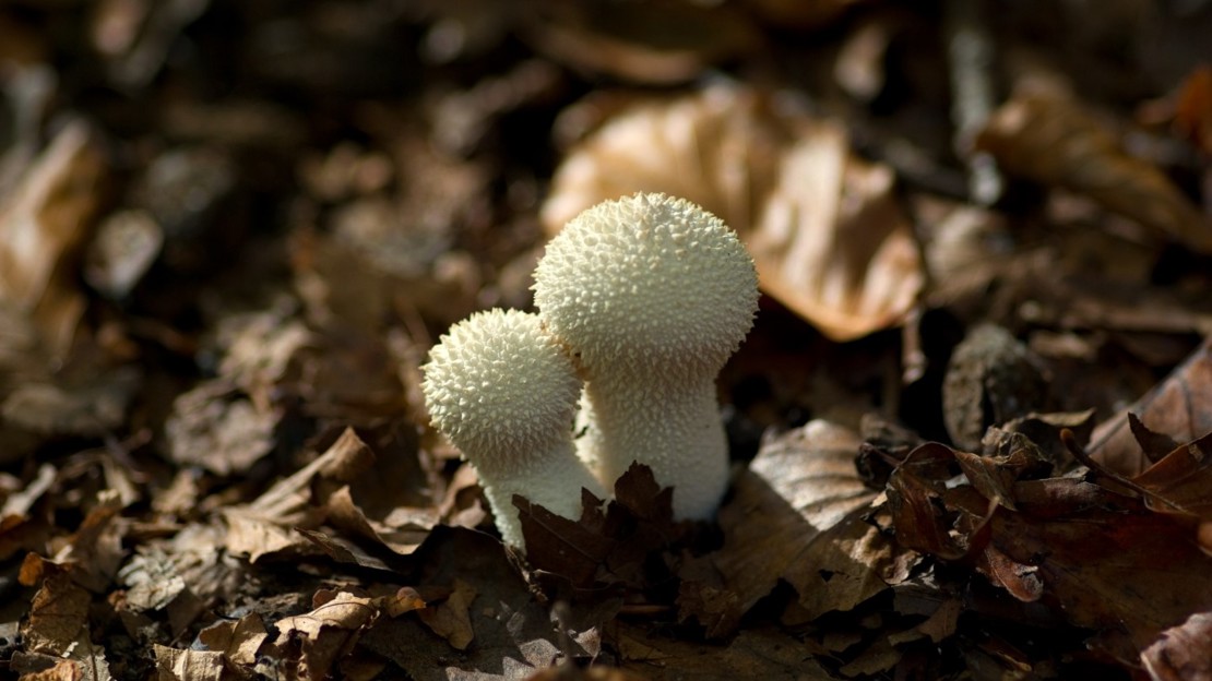 Two small white mushrooms growing through leaf litter