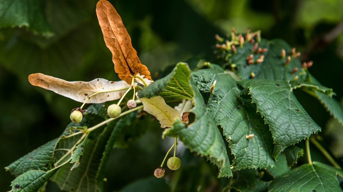 Small leaved lime seeds