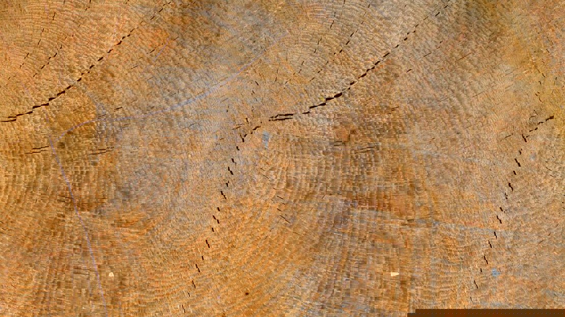 Close up of rings in a cut tree trunk