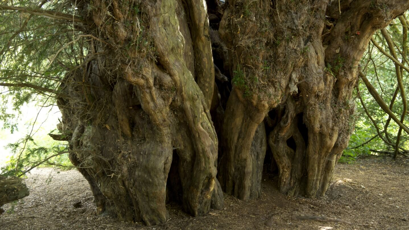 Ancient Yew Trees The Uks Oldest Yews Woodland Trust
