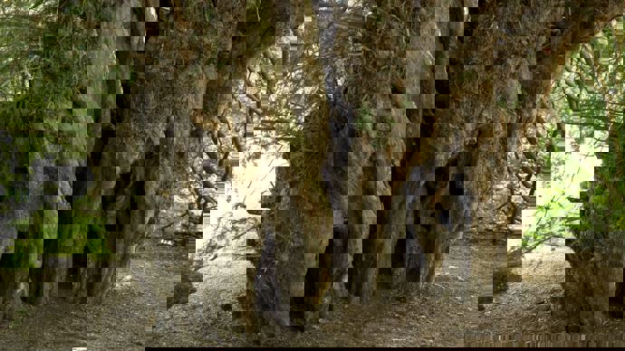 The wide trunk of the Ankerwycke Yew