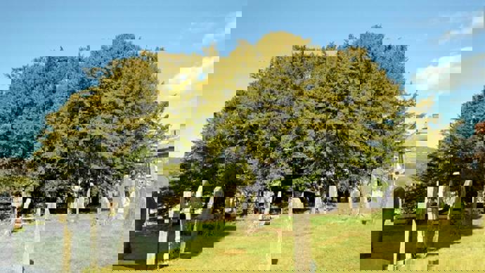 St Cynogs Yew with gravestones in the foreground