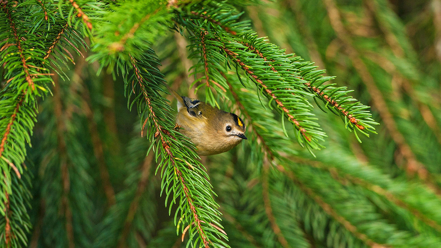 Norway Spruce Picea Abies British Trees Woodland Trust