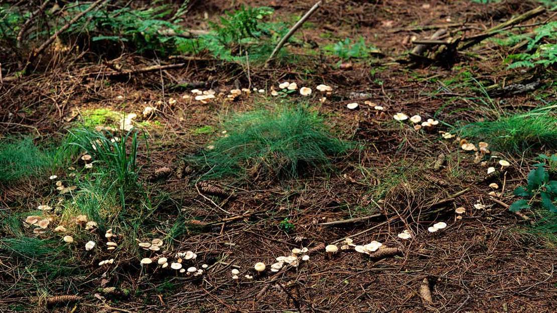 Fairy ring on woodland floor