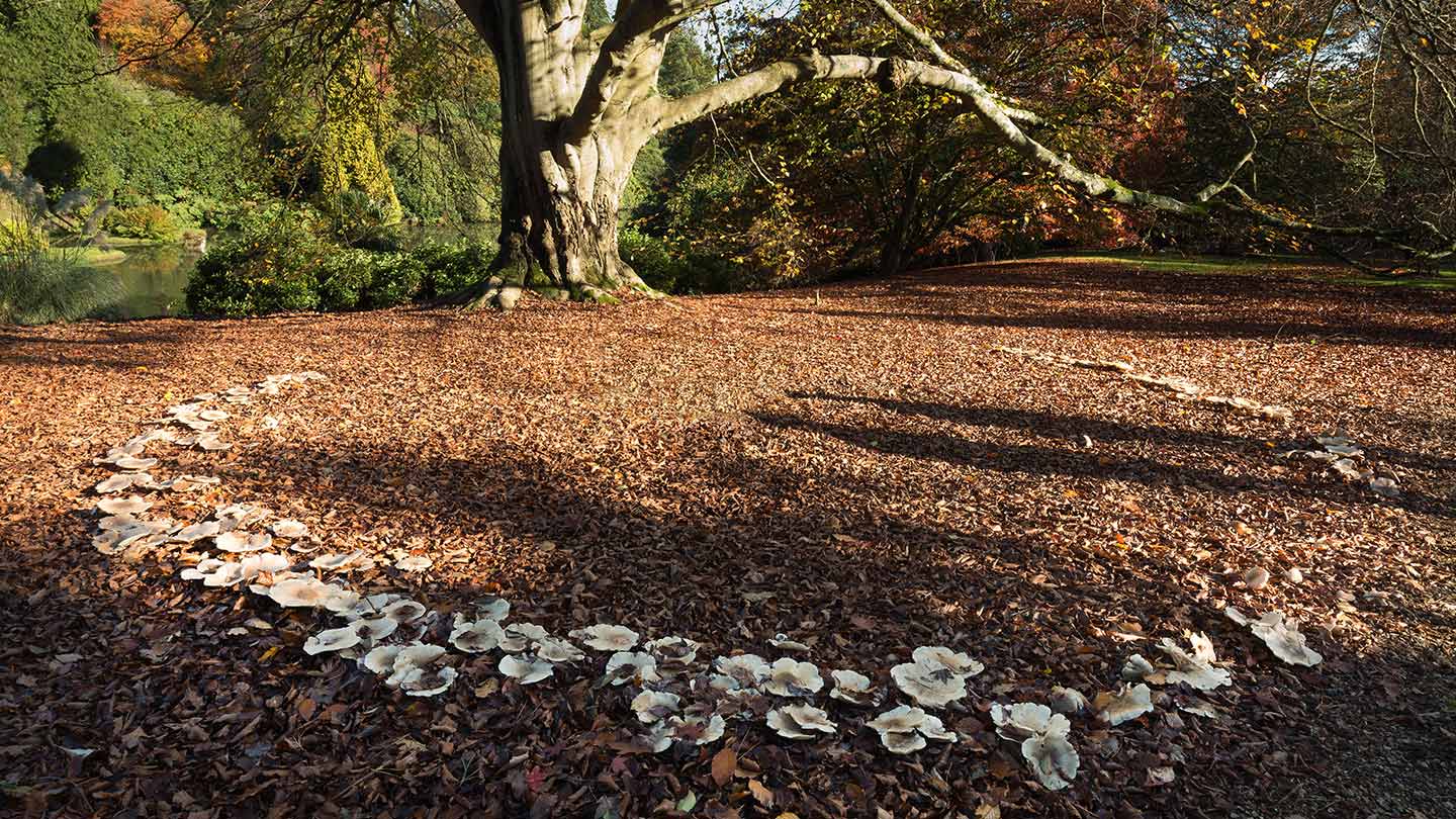 What is a Fairy Ring and What Causes Them? - Woodland Trust