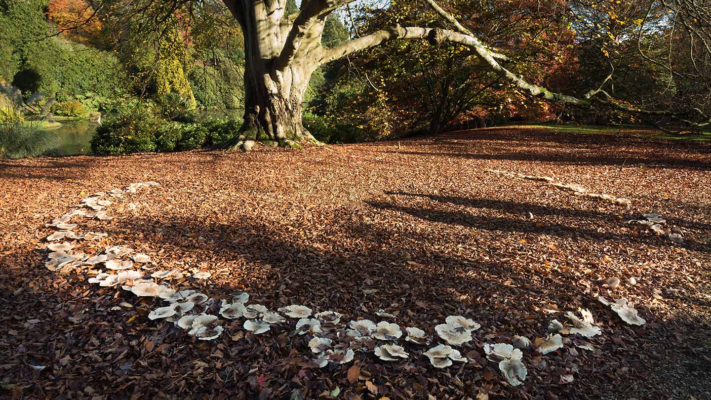 What Is A Fairy Ring And What Causes Them Woodland Trust