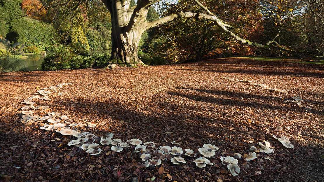 Fairy ring under copper beech in autumn
