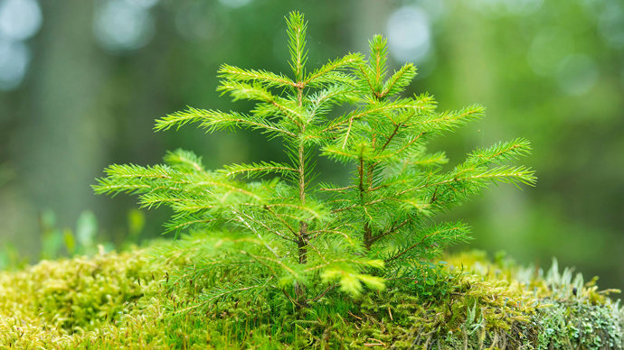 Norway spruce tree sapling