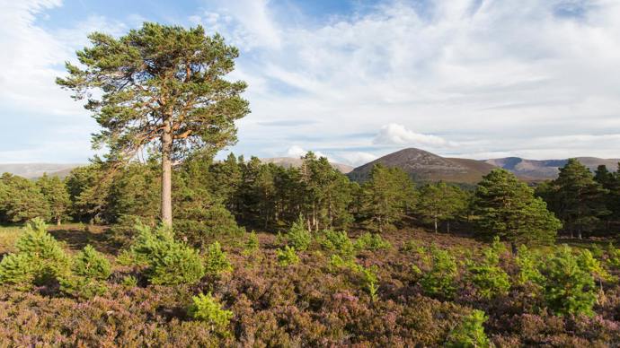 Naturally regenerated Scots pine saplings growing in heather under mature tree