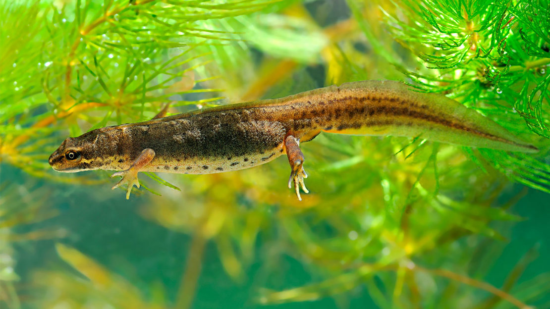 Female smooth (common) newt underwater