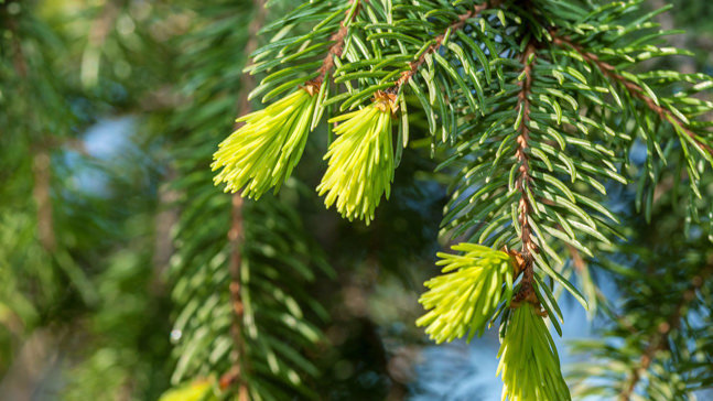 Norway Spruce Picea Abies British Trees Woodland Trust Norway Spruce Picea Abies British Trees Woodland Trust
