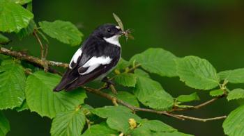 Male pied flycatcher on hazel branch with prey in beak