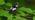 Male pied flycatcher on hazel branch with prey in beak
