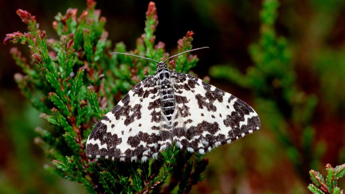 Argent and sable moth resting on plant