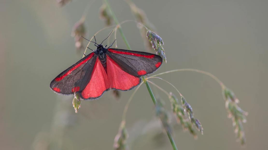 Cinnabar moth resting on grass