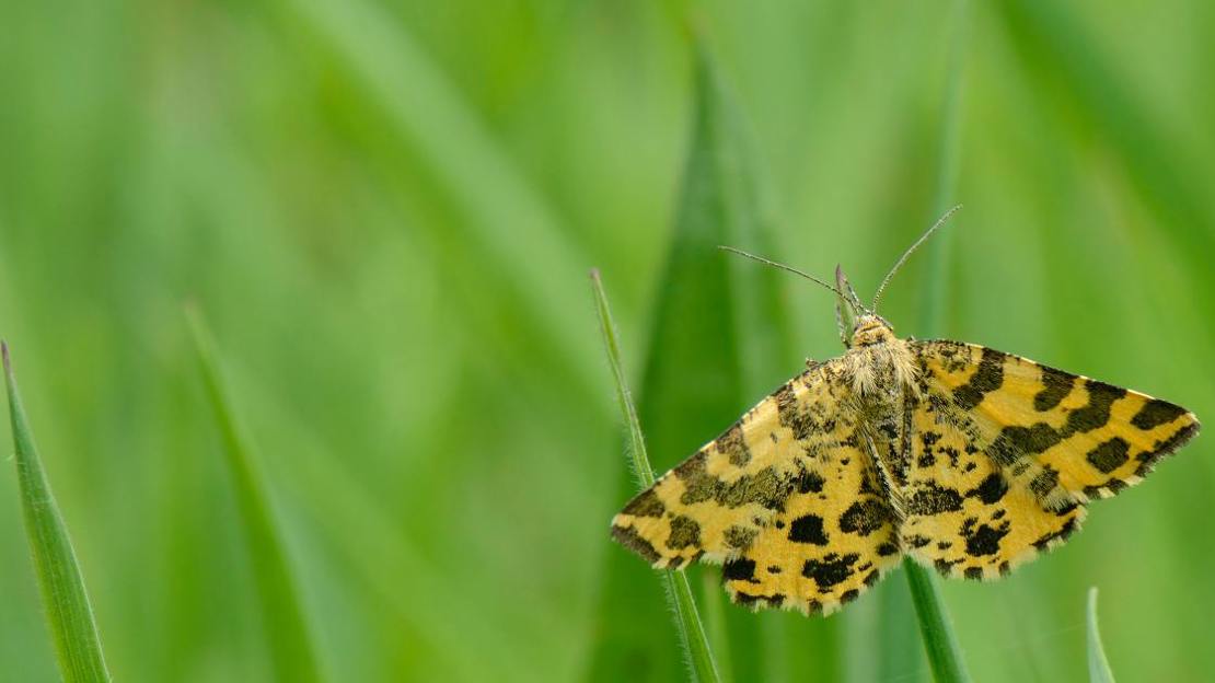 Speckled yellow moth resting on grass Speckled yellow moth resting on grass