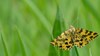 Speckled yellow moth resting on grass