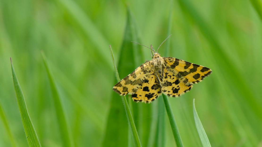 Speckled yellow moth resting on grass