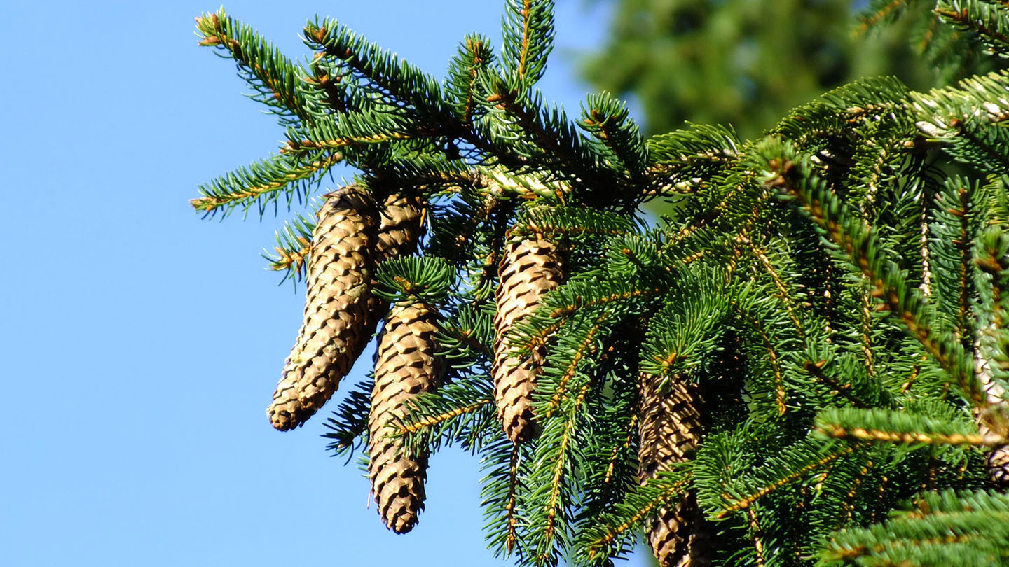 Norway Spruce Picea Abies British Trees Woodland Trust