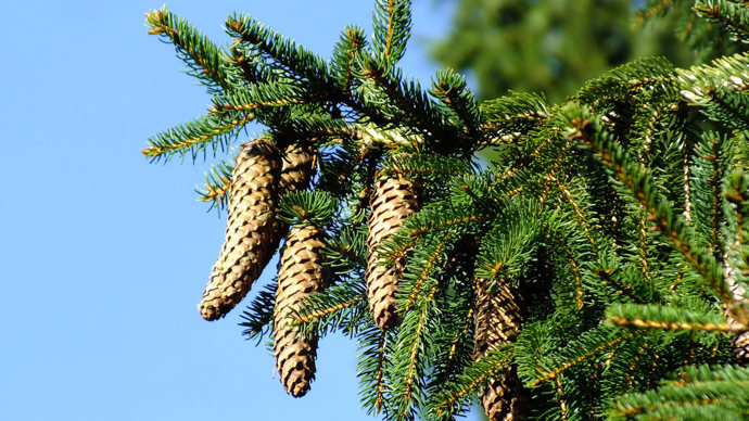 Norway spruce cones