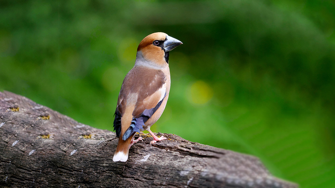 Hawfinch on a branch