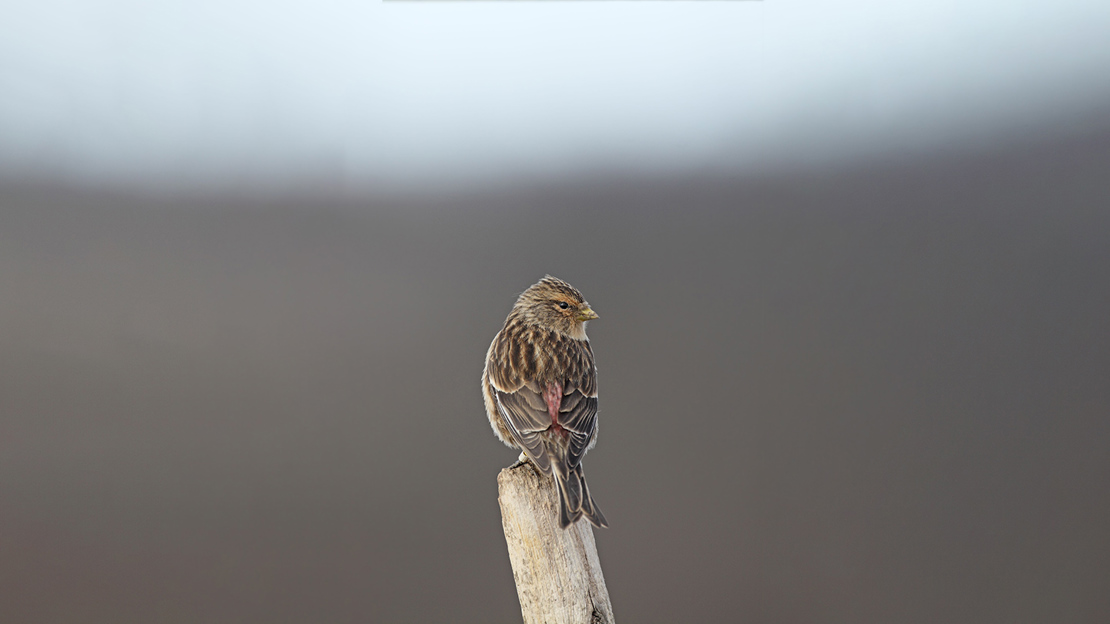 British Finches: Identification Guide and Songs - Woodland Trust