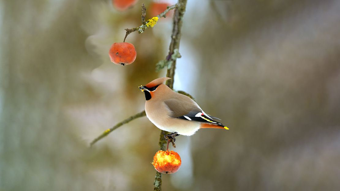 Waxwing feeding on a small red apple attached to branch