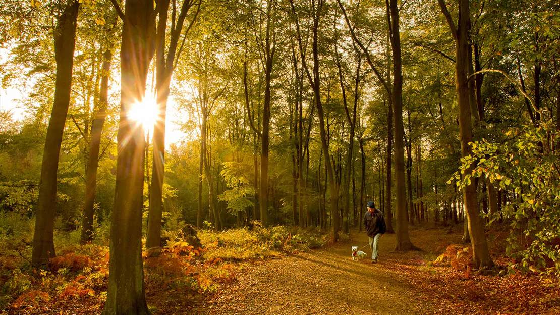 Man walking his dog on a path through woodland with the sun shining through the trees