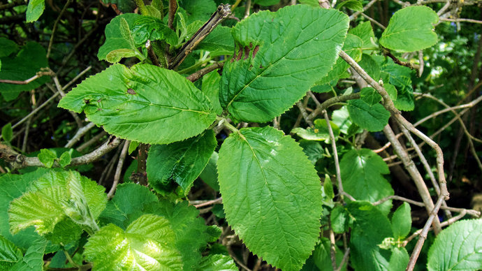 Wayfaring tree leaves