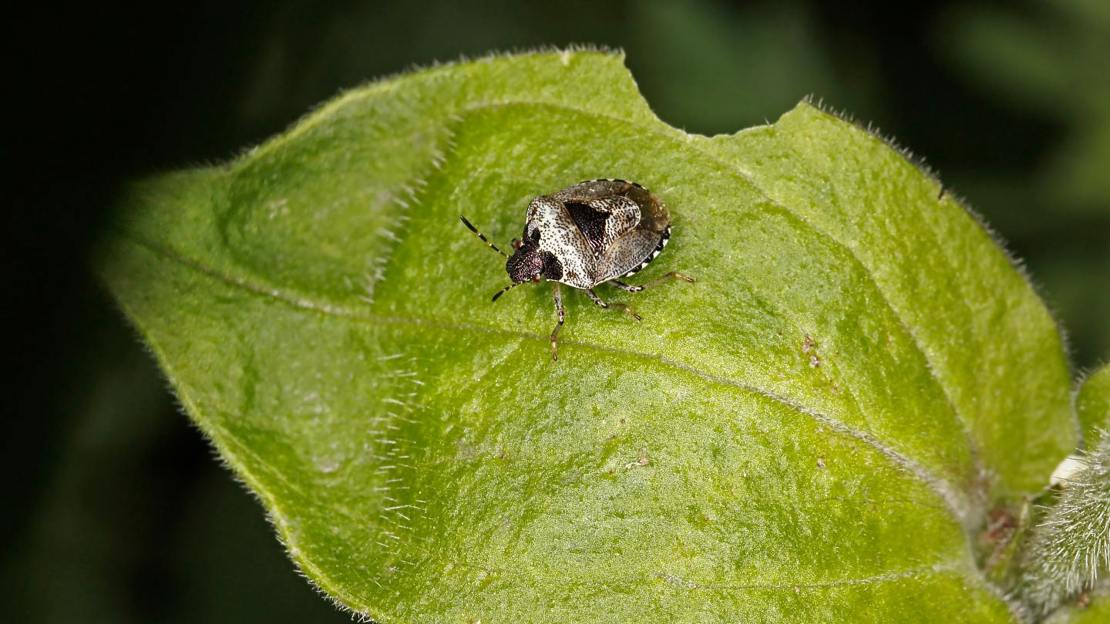 Woundwort shieldbug resting on leaf