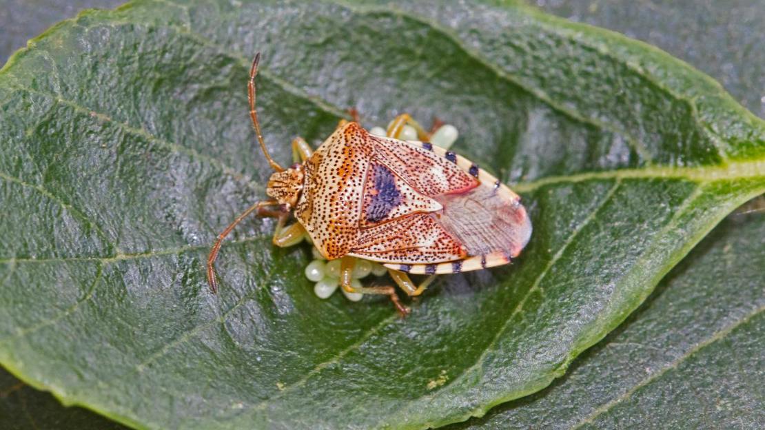 Parent bug guarding eggs on leaf