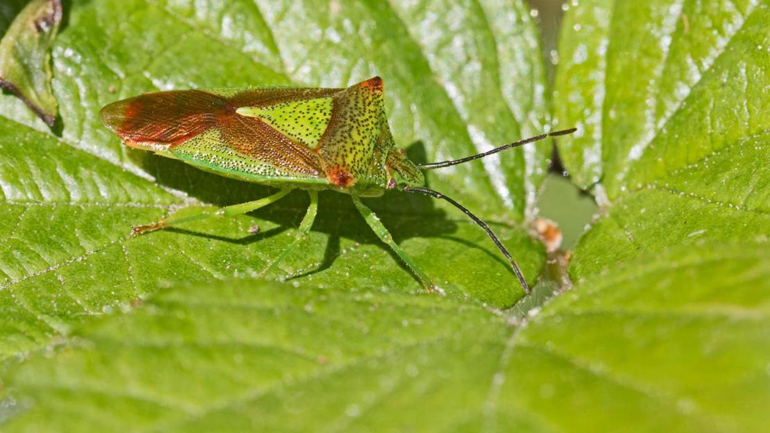 Hawthorn shieldbug resting on leaf