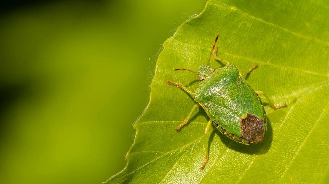 Green shieldbug resting on leaf