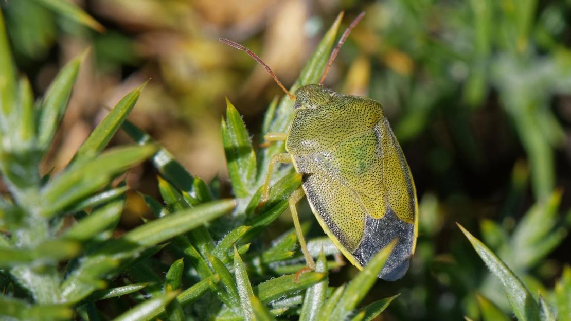 Gorse shieldbug resting on gorse