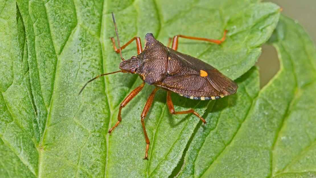 Forest bug (red-legged shieldbug) resting on leaf