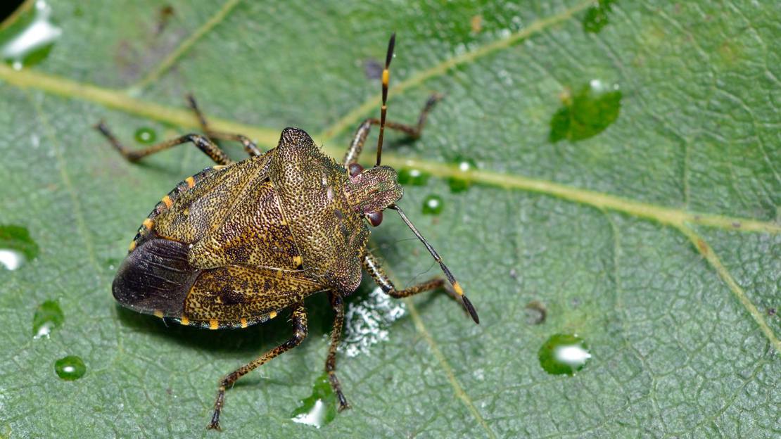 Bronze shieldbug resting on leaf