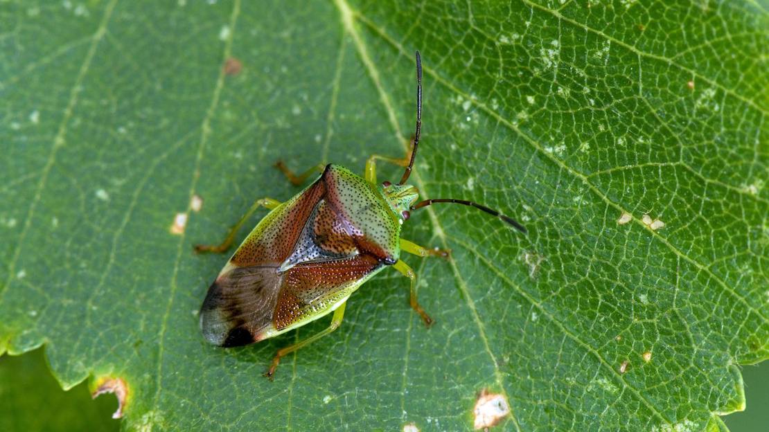 Birch shieldbug resting on leaf