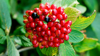 Wayfaring tree berries